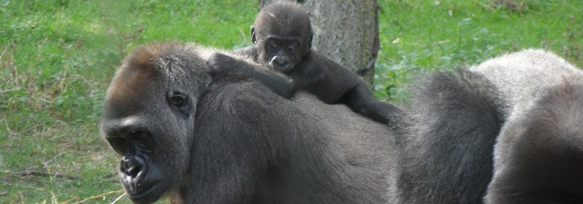 Gorilla-Zwillinge im Burgers' Zoo