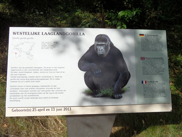 die Beschreibung der Gorillas im Zoo