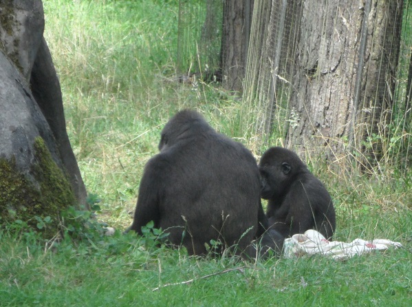 der Gorilla-Nachwuchs vom April