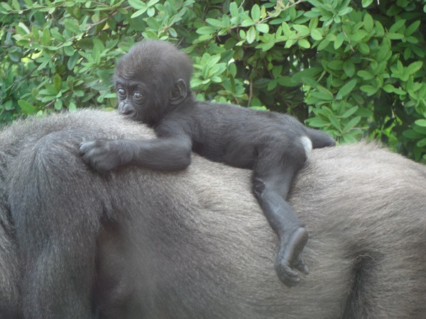 Nahaufanahme des Gorilla-Zwillings