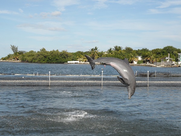 ein Delphin im Dolphin Research Center auf den Keys in Florida