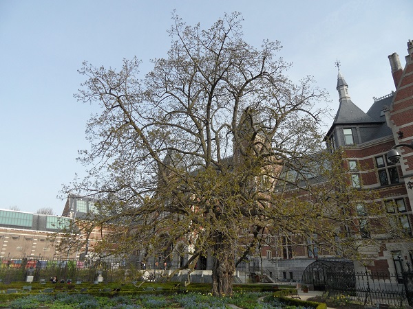 die grüne Pappel vorm Rijksmuseum - es wird Frühling in Amsterdam (aufgenommen Ende März 2014)