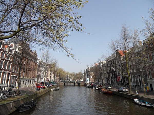 die Ulmen an den Grachten in Amsterdam