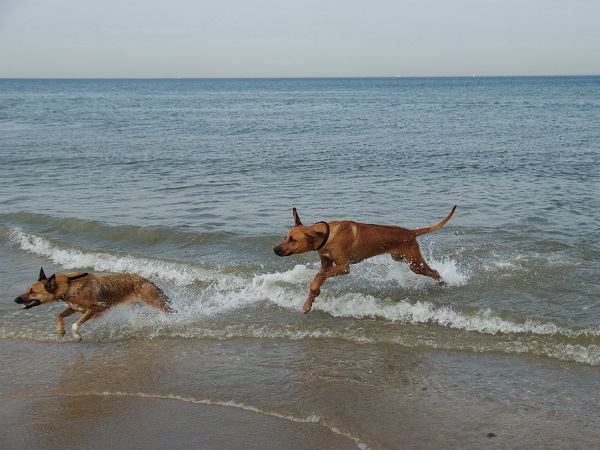 In den Niederlanden können auch Hunde am Strand Spaß haben.