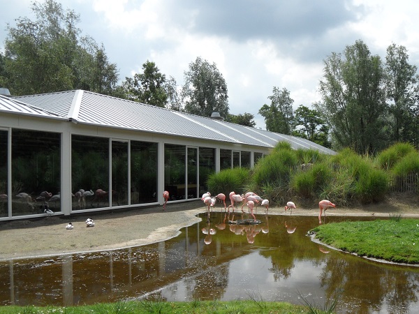 Flamingos im Aqua Zoo