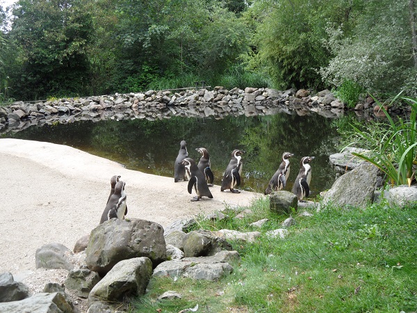 Fütterung der Humboldt-Pinguine im Aqua Zoo