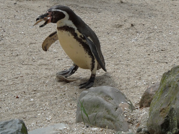 guten Appetit lieber Pinguin_Aqua Zoo
