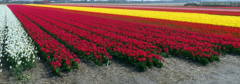 Die Tulpenblüte in NL