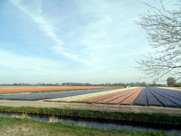 blühende Tulpenfelder in Richtung Noordwijk