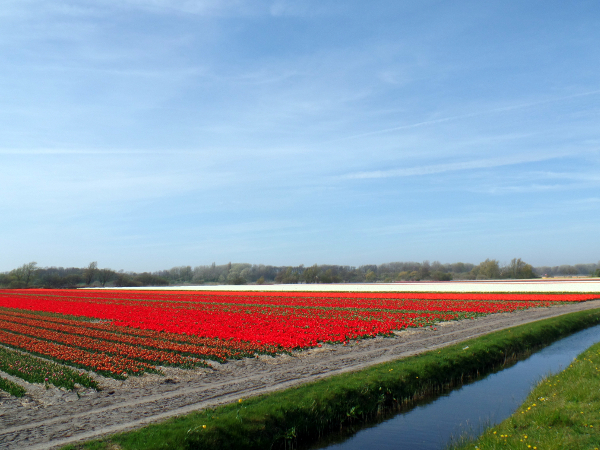 die blühenden Tulpenfelder in Richtung Noordwijk