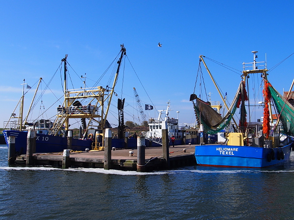 Fischereihafen Oudeschild auf Texel