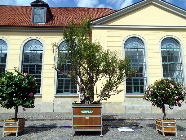 Der Granatapfelbaum in Herrenhausen - die älteste Kübelpflanze der Welt