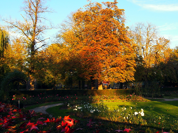 Goldener Herbst in Hengelo
